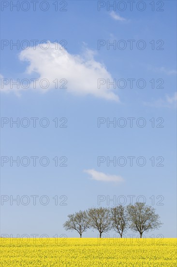 Yellow rape field with four walnut trees under a clear blue sky, Southern Palatinate, Palatinate,