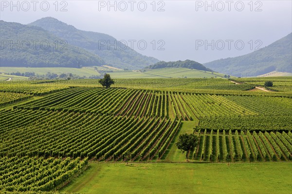 Green vineyards stretch out in front of hills under a cloudy sky, German or southern wine route,