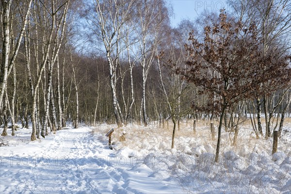 Snow-covered path through bare birch forest under a clear sky, Zwillbrocker Venn, nature reserve,
