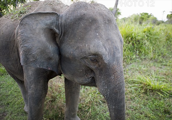 Sri Lanka elephant or Ceylon elephant (Elephas maximus maximus) in the evening light, close-up,