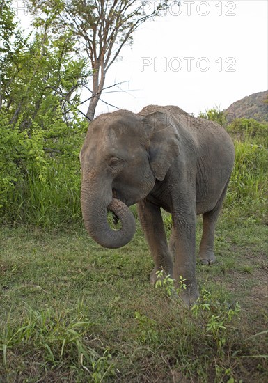 Sri Lanka elephant or Ceylon elephant (Elephas maximus maximus) in the evening light, Hurulu