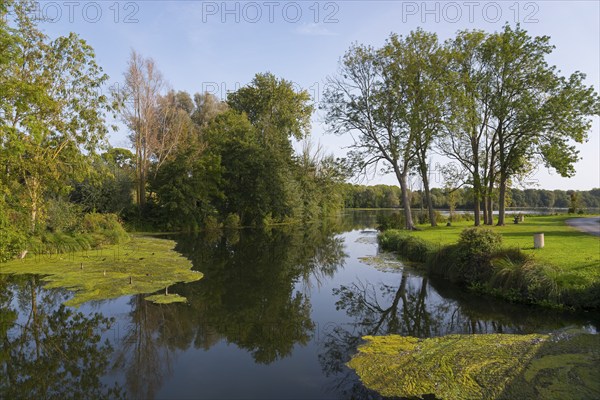 A calm river with clear reflections of trees and surrounded by lush vegetation and aquatic plants,