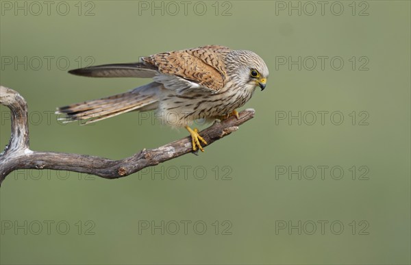 Female lesser kestrel (Falco naumanni) Dry branch, Extremadura, Spain, Europe