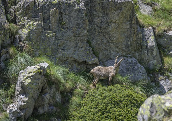Young ibex (Capra ibex) at Lago del Vei del Bouc Entracque, province of Cuneo, Italy, Europe