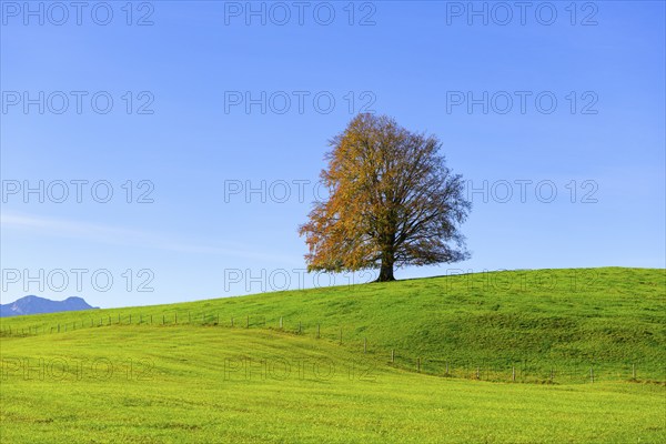 Single tree on a wide, green field in front of a blue sky, copper beech (Fagus sylvatica) in