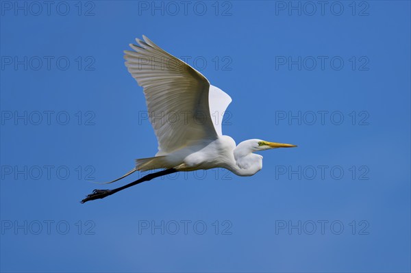 Great Egret (Egretta alba), flying against the blue sky, Black Point Wildlife Drive, Titusville,