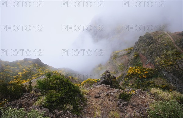 A mountain with hiking trail covered in fog and clouds with blooming Cytisus shrubs. Near Pico de