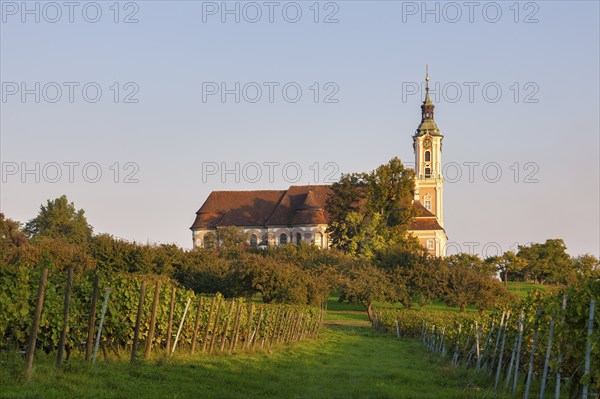 Baroque church rises above green vineyards in the hills at sunset, Birnau pilgrimage church on Lake