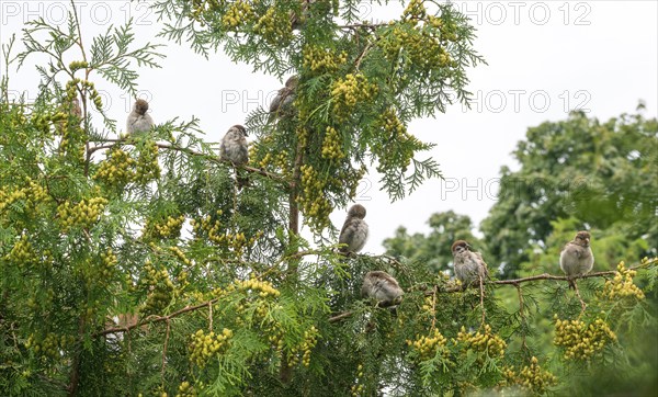 House sparrows (Passer domesticus), house sparrow, sparrow, male and female sitting on green