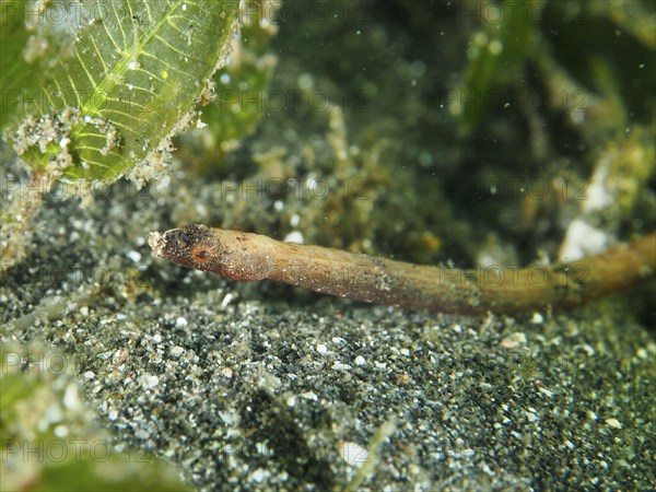 A worm-like animal, spiny-snouted sea needle (Halicampus spinirostris), sea needle, moving across