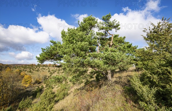 Common pine (Pinus sylvestris), blue sky, white clouds, on juniper heath, Thuringia, Germany,