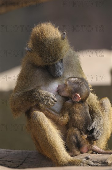 A baboon mother suckles her young in a quiet scene, Guinea baboon (Papio papio), captive, Germany,