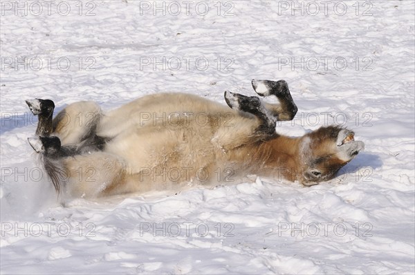 Przewalski's horse playfully rolling in the snow, lively and cheerful atmosphere, Przewalski's