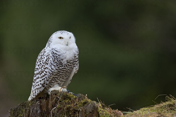 Snowy owl (Bubo scandiacus) captive, Czech Republic, Europe