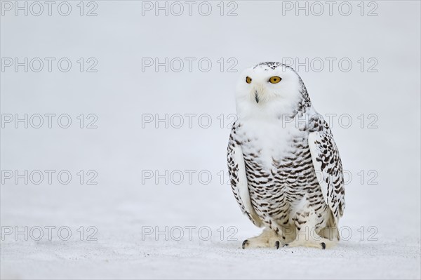 Snowy owl in the snow (Bubo scandiacus) captive, Czech Republic, Europe
