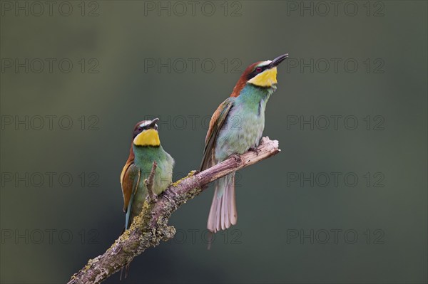 Bee-eater (Merops apiaster) Lower Saxony, Germany, Europe