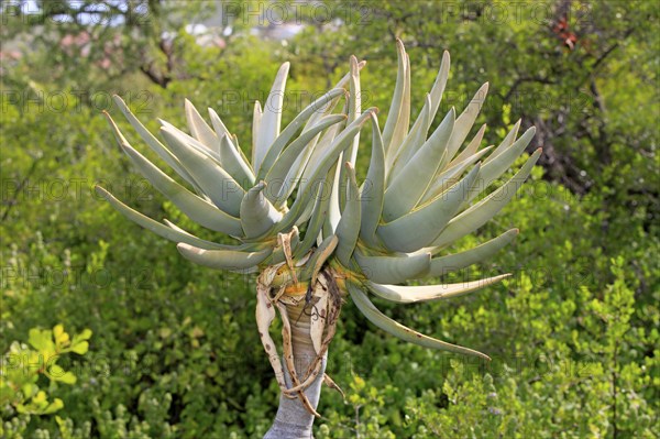 Quiver tree (Aloe dichotoma)