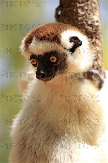 Verreaux's verreaux's sifaka (Propithecus verreauxi), Berenty Reserve, Madagascar, Africa