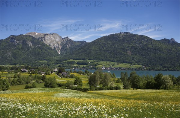 Flower meadow with view to Sankt Wolfgang am Wolfgangsee and Schafberg, Osterhorngruppe,