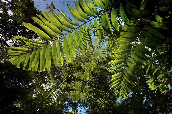 Fern leaf, flora, plant, green, backlit in tropical rainforest, Queensland, Australia, Oceania