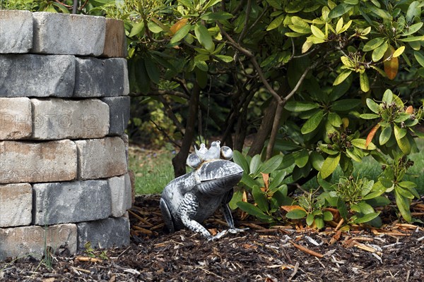 Frog king, frog with crown at the fountain, fairy tale figure, decoration in autumn garden,
