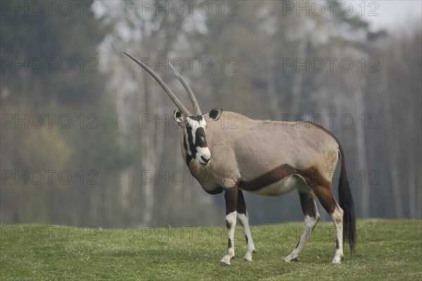 Gemsbok (Oryx gazella), male, captive