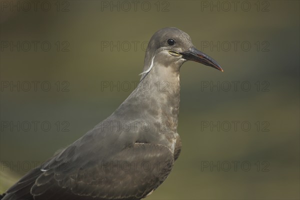 Inca tern, portrait, tern, swallow, Inca terns (Larosterna inca), seagulls (Laridae), gull,