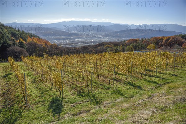 Vineyard of Villa D'Est Garden Farm & Winery, Kano, Nagano Prefecture, Honshu Island, Japan, Asia