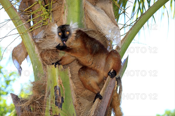 Black lemur (Eulemur macaco), female, Nosy Komba, Madagascar, Africa