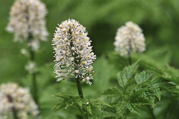 Eurasian Baneberry (Actaea spicata), Herb Christopher in flower