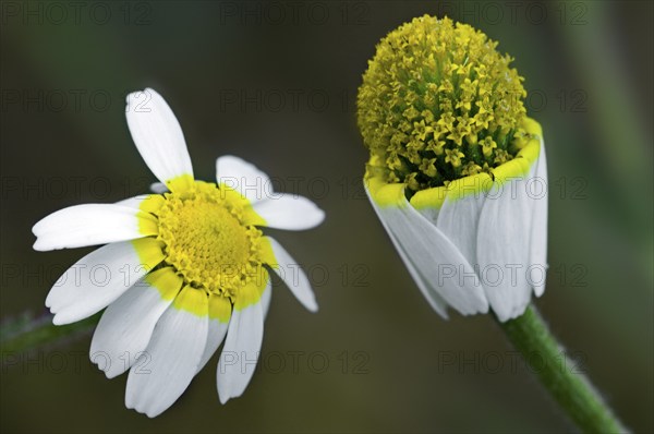 Wild chamomile, scented mayweed (Matricaria chamomilla) (Matricaria recutita) in flower