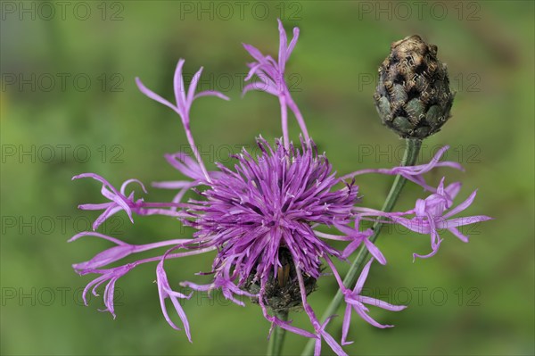 Acrocentron, pincushion flowers (scabiosa) Compositae, Greater knapweed (Centaurea) flower and bud