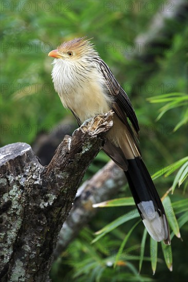 Guira Cuckoo (Guira guira)