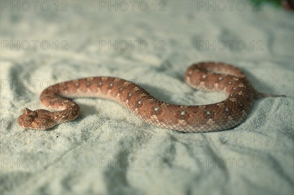 Horned Adder (Bitis caudalis)