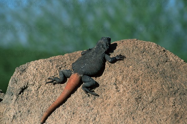 Common chuckwalla, Arizona (Sauromalus obeus), USA, North America