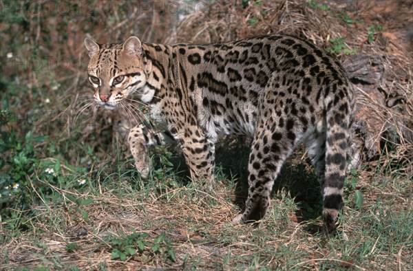 Ocelot (Felis pardalis) Ozelot, Suedamerika, south america, Saeugetiere, mammals, animals,