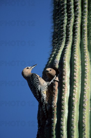 Gila Woodpecker (Melanerpes uropygialis) pair, America, america, animals, bird, birds, woodpeckers,