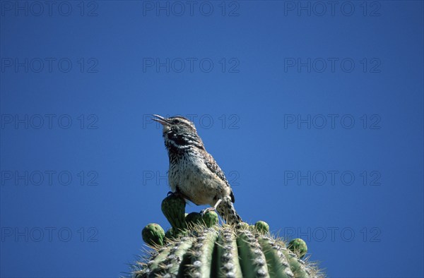 Cactus wren (Campylorhynchus brunneicapillus), Sonora Desert, Arizona, USA, Cactus Wren, USA, North