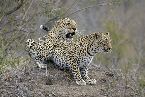 Leopards (Panthera pardus), pair, Sabi Sand Game Reserve, South Africa, Africa