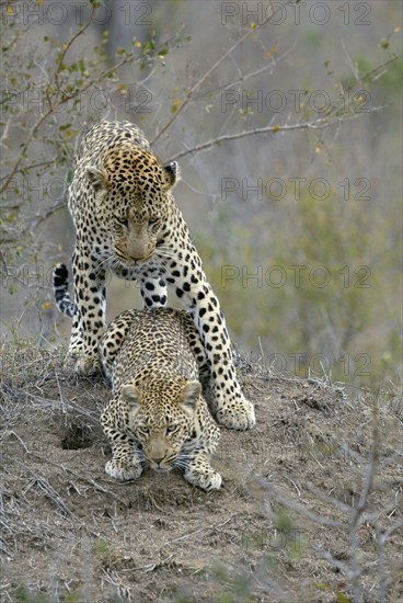 Leopards (Panthera pardus), pair, maiting, Sabi Sand Game Reserve, South Africa, Africa