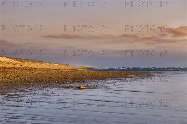 Coastline in the evening light, beach and dunes at Soustons Plage, Silver Coast, Côte dArgent,