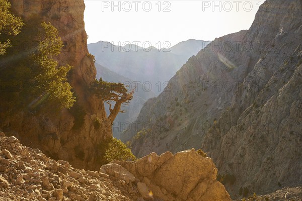 Gnarled tree clinging to rocks, Gingilos, Hiking on the Gingilos, Morning light, Back light, Sun