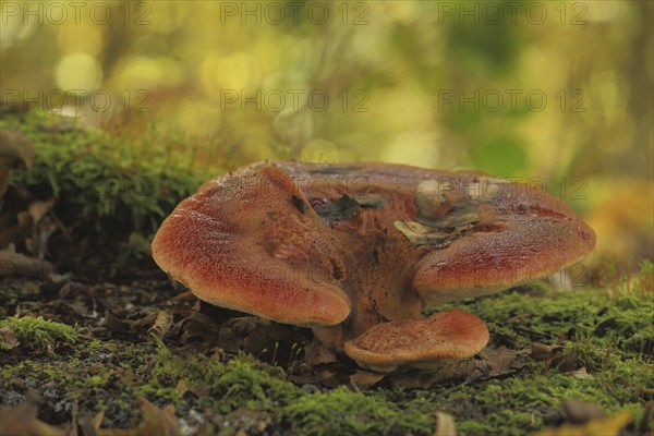 Beefsteak fungus (Fistulina hepatica), Liver reishi, Bokehs, Fistulina, Liver reishi relatives,