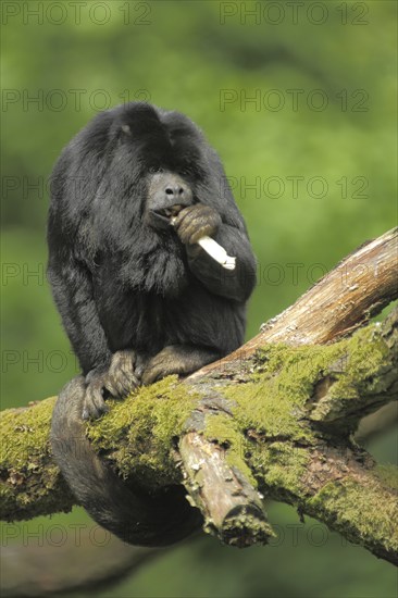 Black howler (Alouatta caraya), male, adult, captive