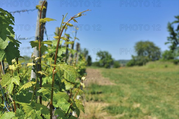 Close up of grape vine without fruits in spring with blurry background