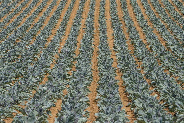 Field with red cabbage (Brassica oleracea convar. capitata var. rubra L.), Southern Palatinate,