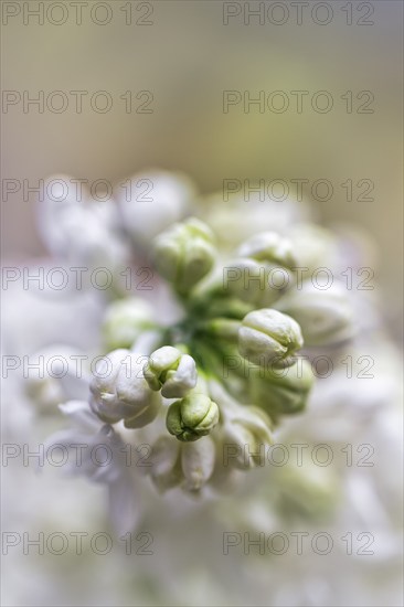 Common lilac (Syringa vulgaris), white flowers, buds, close-up, blurred, text free space, North