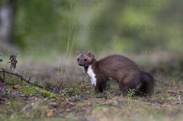 Beech marten (Martes foina), Bitburg, Rhineland-Palatinate, Germany, Europe