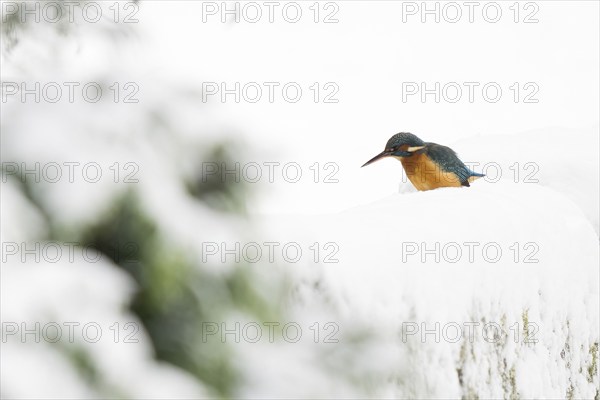 Common kingfisher (Alcedo atthis) sitting on a snow-covered wall, looking into a stream bed,
