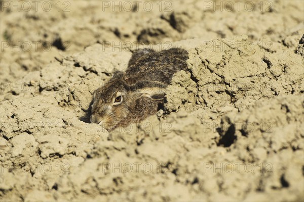 European hare (Lepus europaeus) squeezing into a field furrow, Lower Austria, Austria, Europe